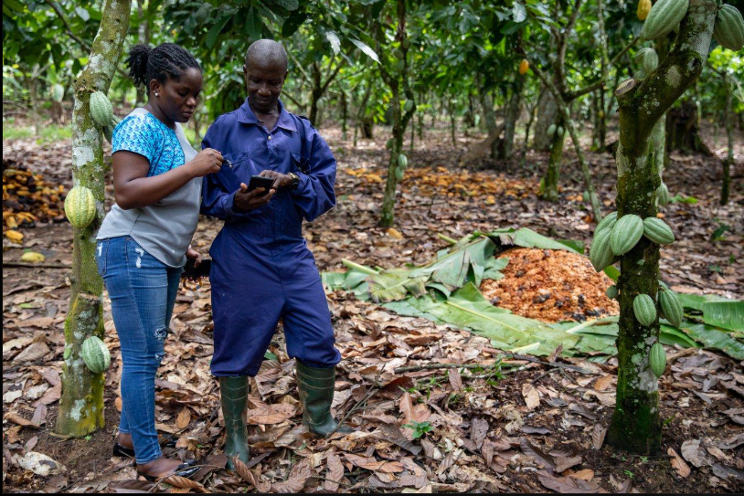 Digital Traceability in Ghana’s Cocoa Industry: What It Means for Farmers and Exporters